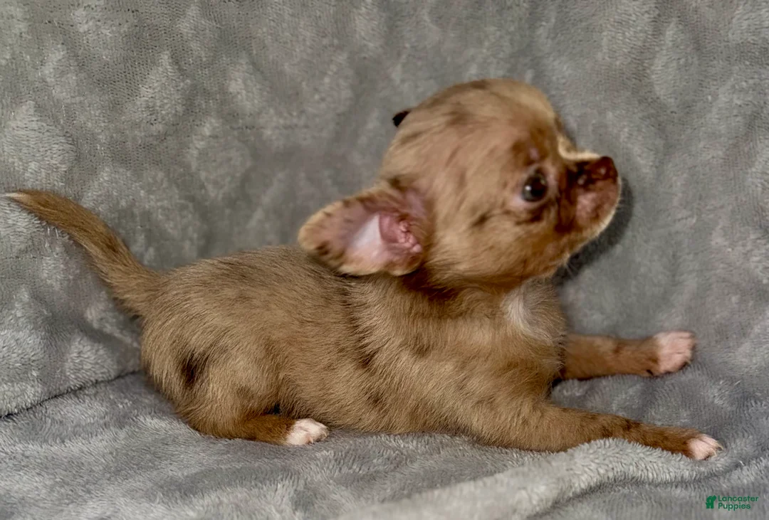 Chihuahua dogs for sale: Merle  - Ad 6