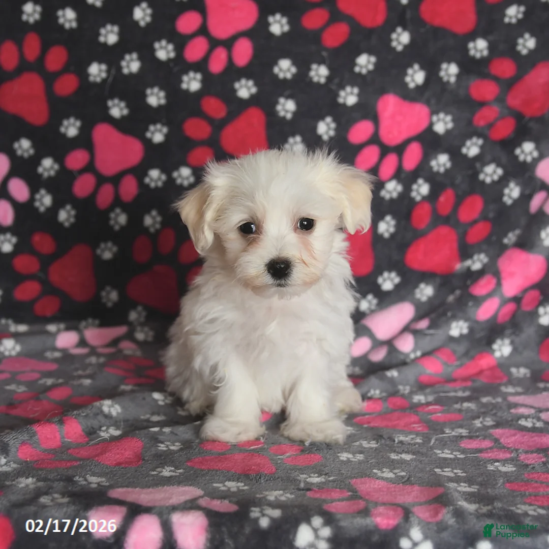 Maltese dogs for sale: Frost  - Ad 5
