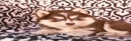 Pomsky dogs for sale: Champ  - Ad 3