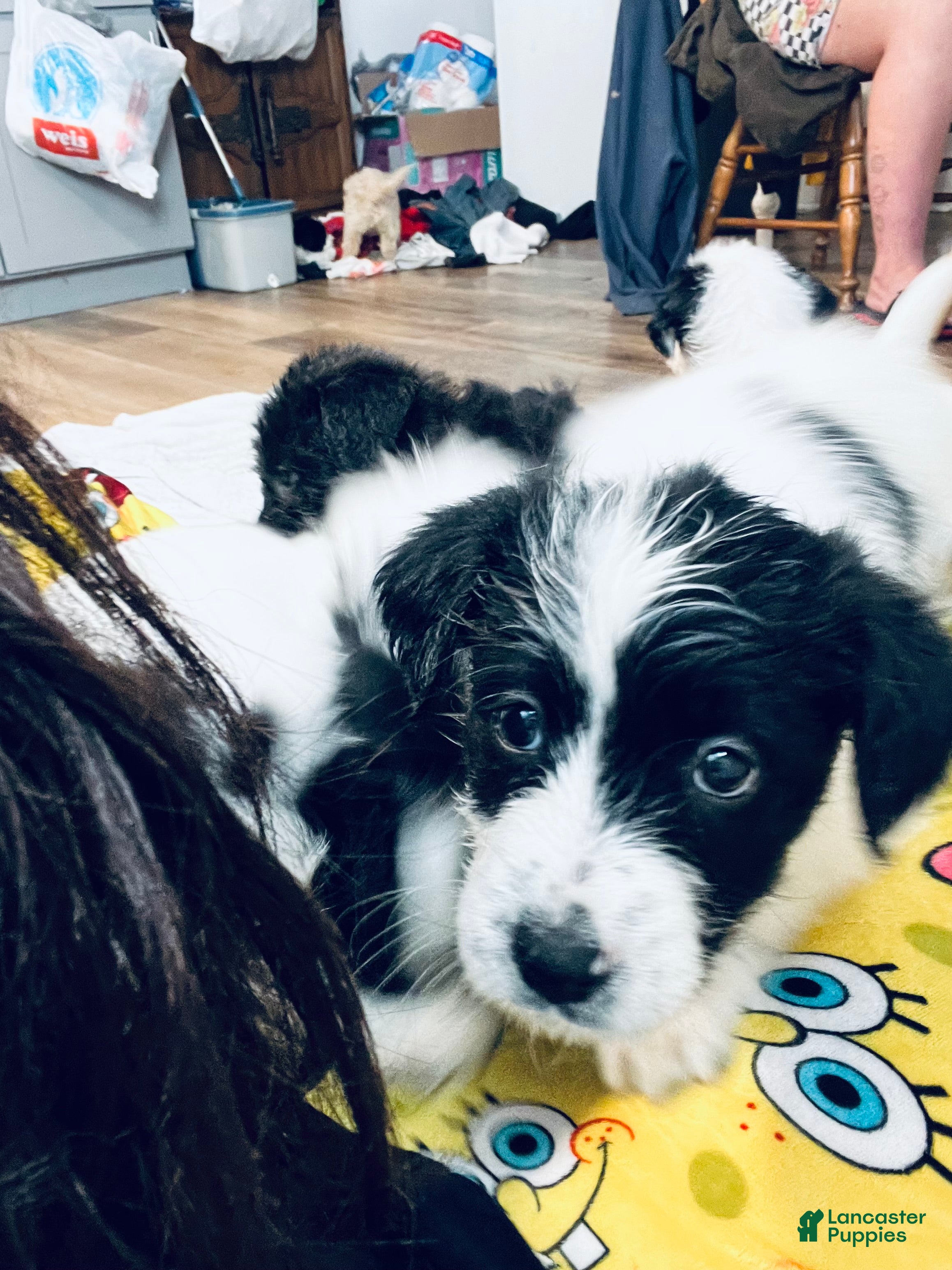 Mixed Breed dogs Peaches - Ad 7