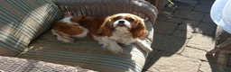 Cavapoo dogs for sale: Zach - Ad 11