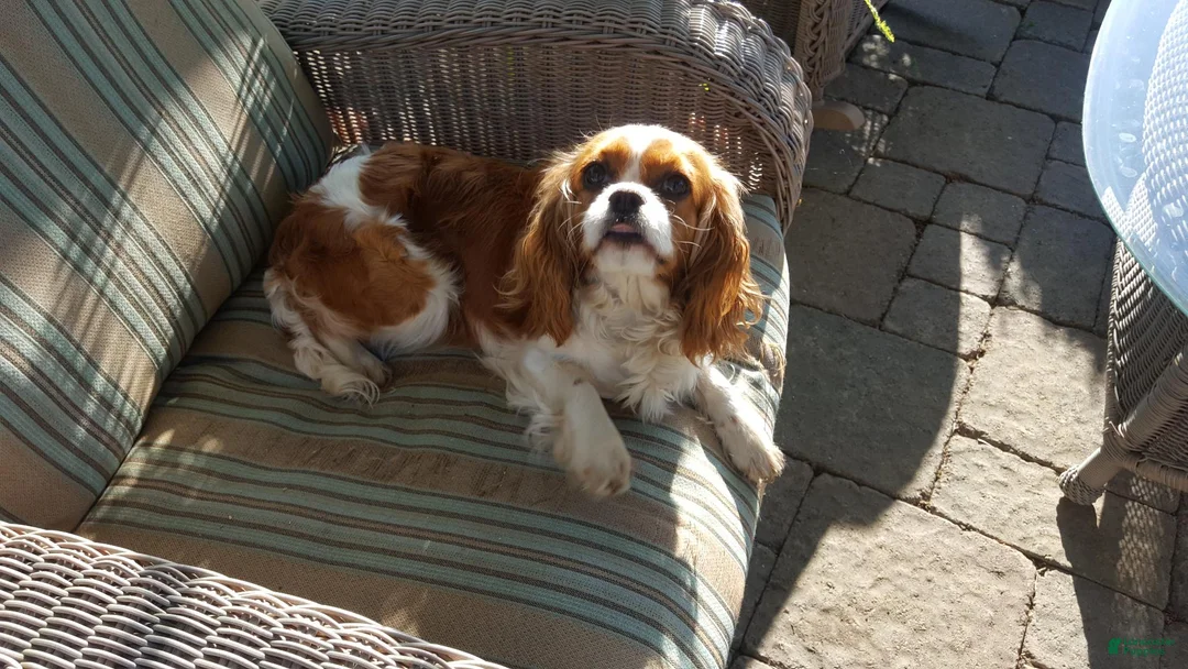 Cavapoo dogs for sale: Johan - Ad 14