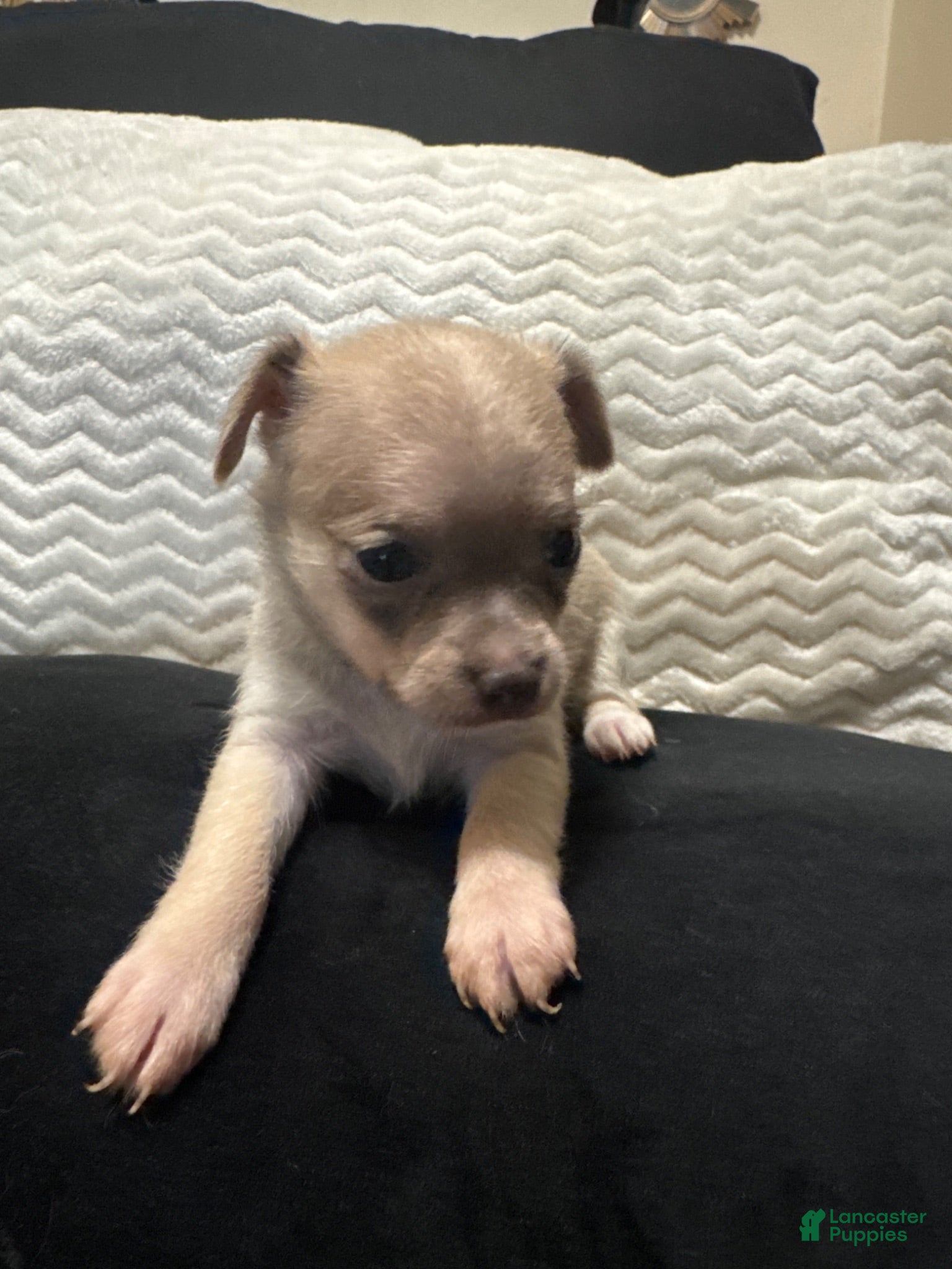 Chihuahua dogs Chihuahua 4 - Ad 2