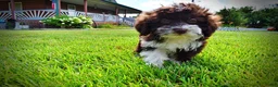 Havapoo dogs for sale: Diva - Ad 10