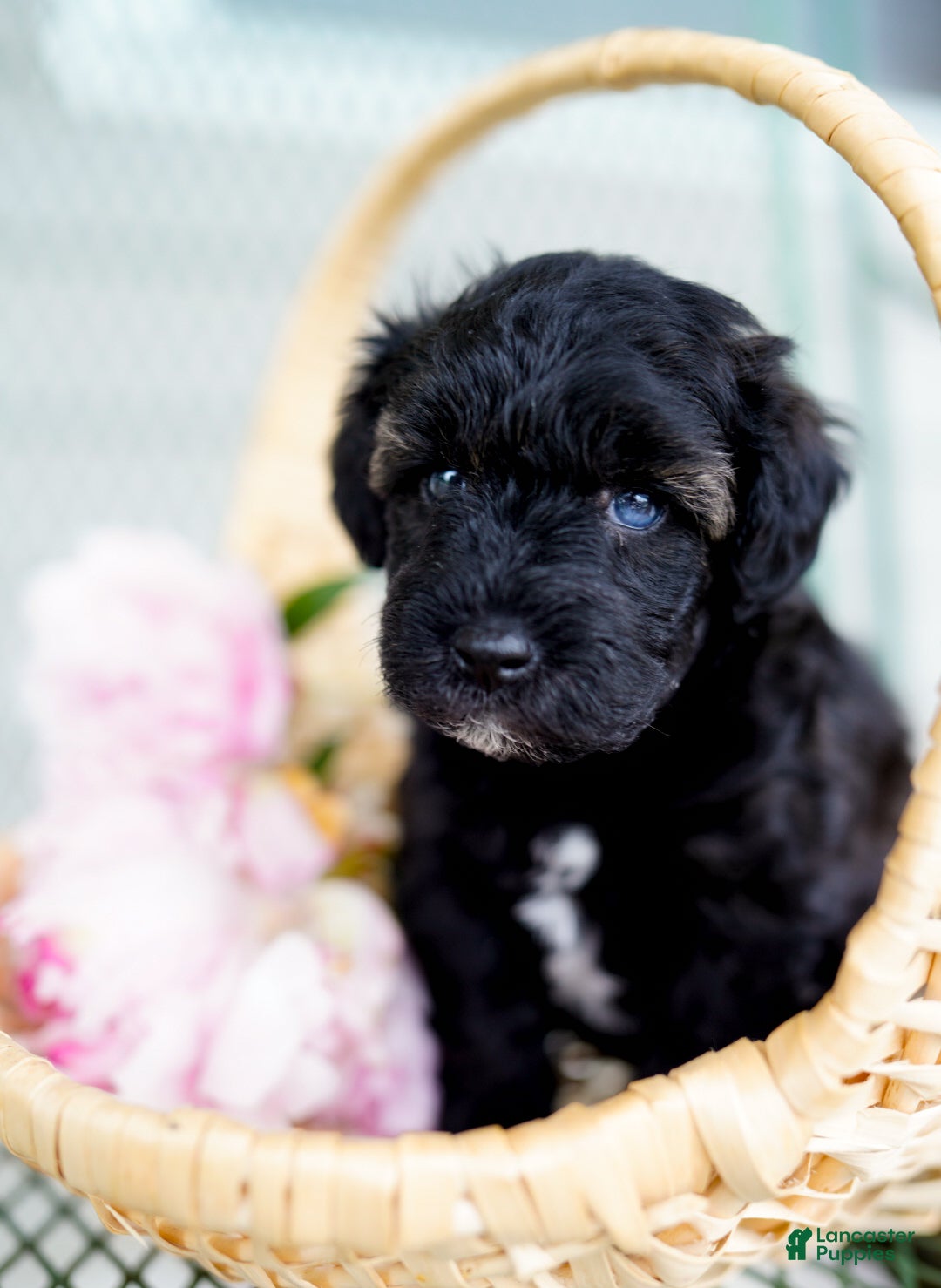 Schnoodle dogs Siren - Ad 4