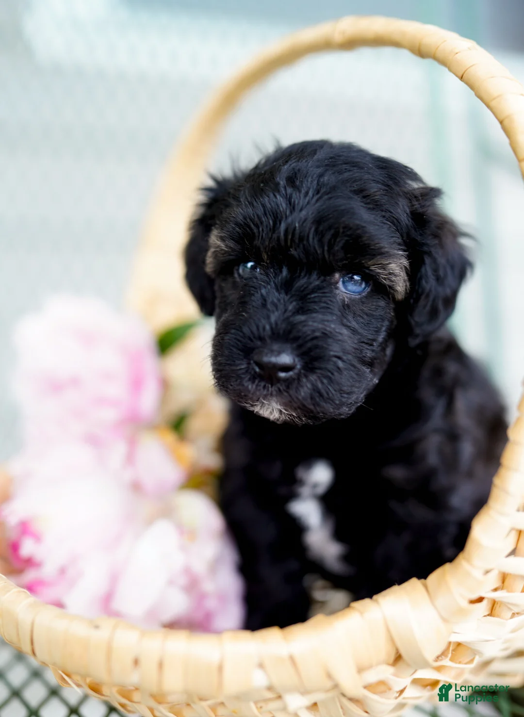 Schnoodle dogs for sale: Siren - Ad 1