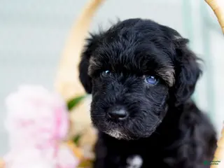 Schnoodle dogs Siren - Ad 4