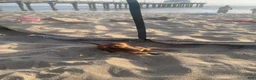 Dachshund dogs for sale: Dachshund Puppy 1 - Ad 3
