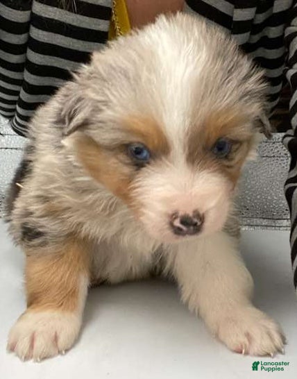 Australian Shepherd dogs Eeny - Ad 3