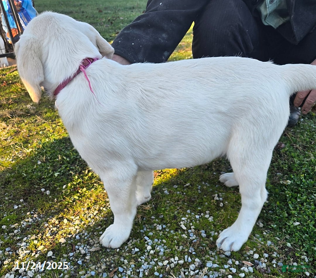 Labrador Retriever dogs for sale: Peter - Ad 3