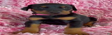 Doberman Pinscher 7