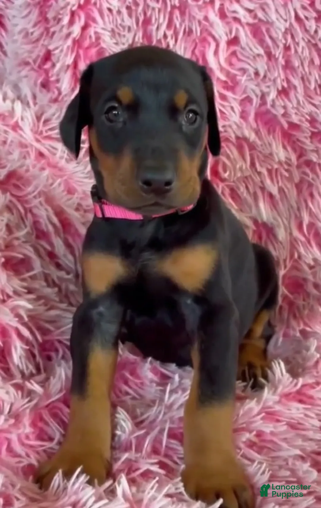 Doberman Pinscher dogs for sale: Doberman Pinscher 7 - Ad 1