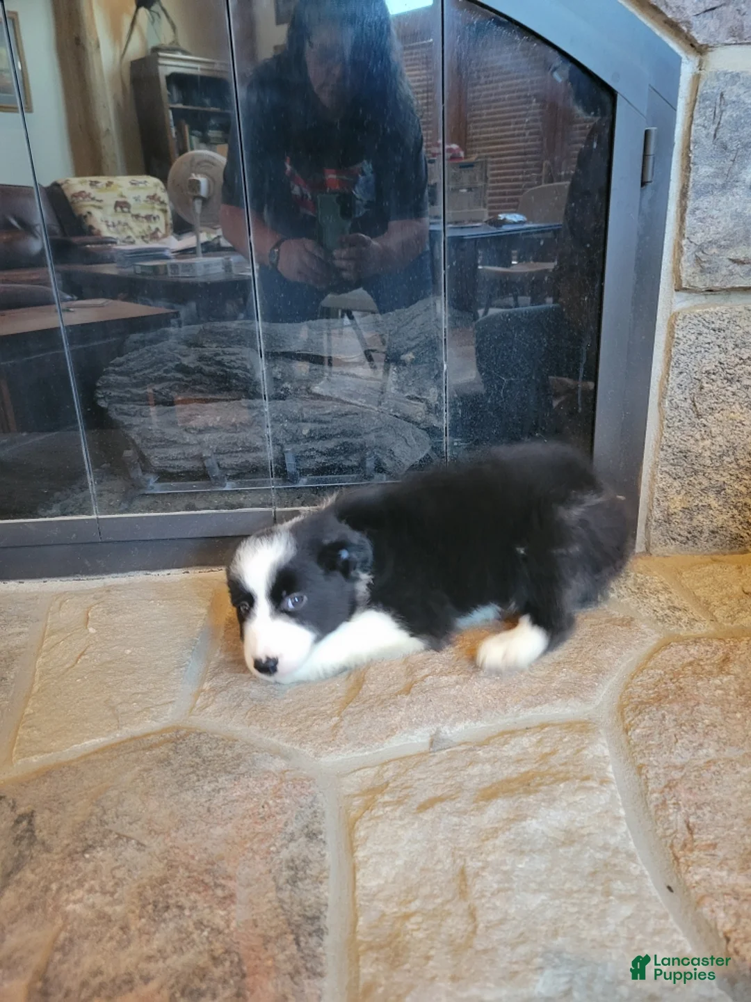 Border Collie dogs for sale: Buzz - Ad 3