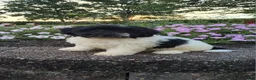 Teddy Bear dogs for sale: Candi - Ad 7