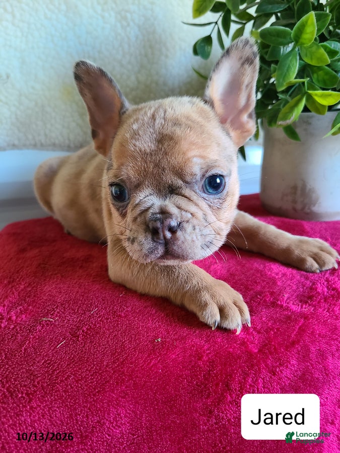 Frenchton dogs Jared - Ad 1