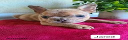 Frenchton dogs for sale: Jared - Ad 1