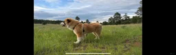 Mixed Breed dogs for sale: Zero - Ad 4