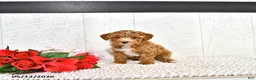 Miniature Poodle dogs for sale: Ranae - Ad 7