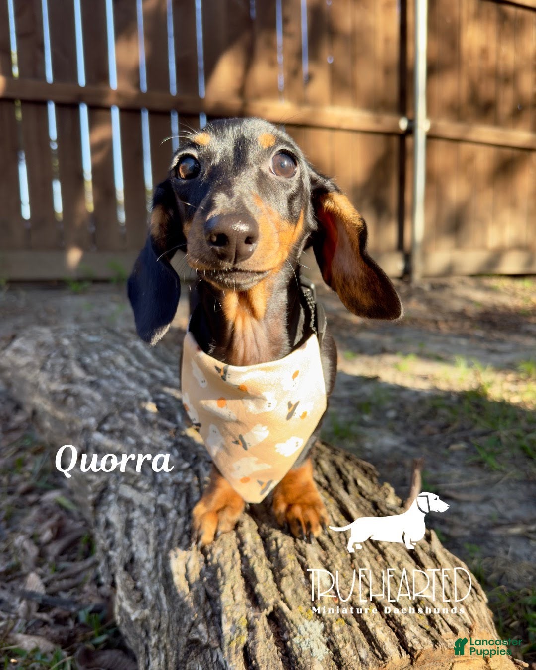 Miniature Dachshund dogs for sale: Quorra - Ad 1
