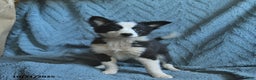 Mixed Breed dogs for sale: Liberty  - Ad 2