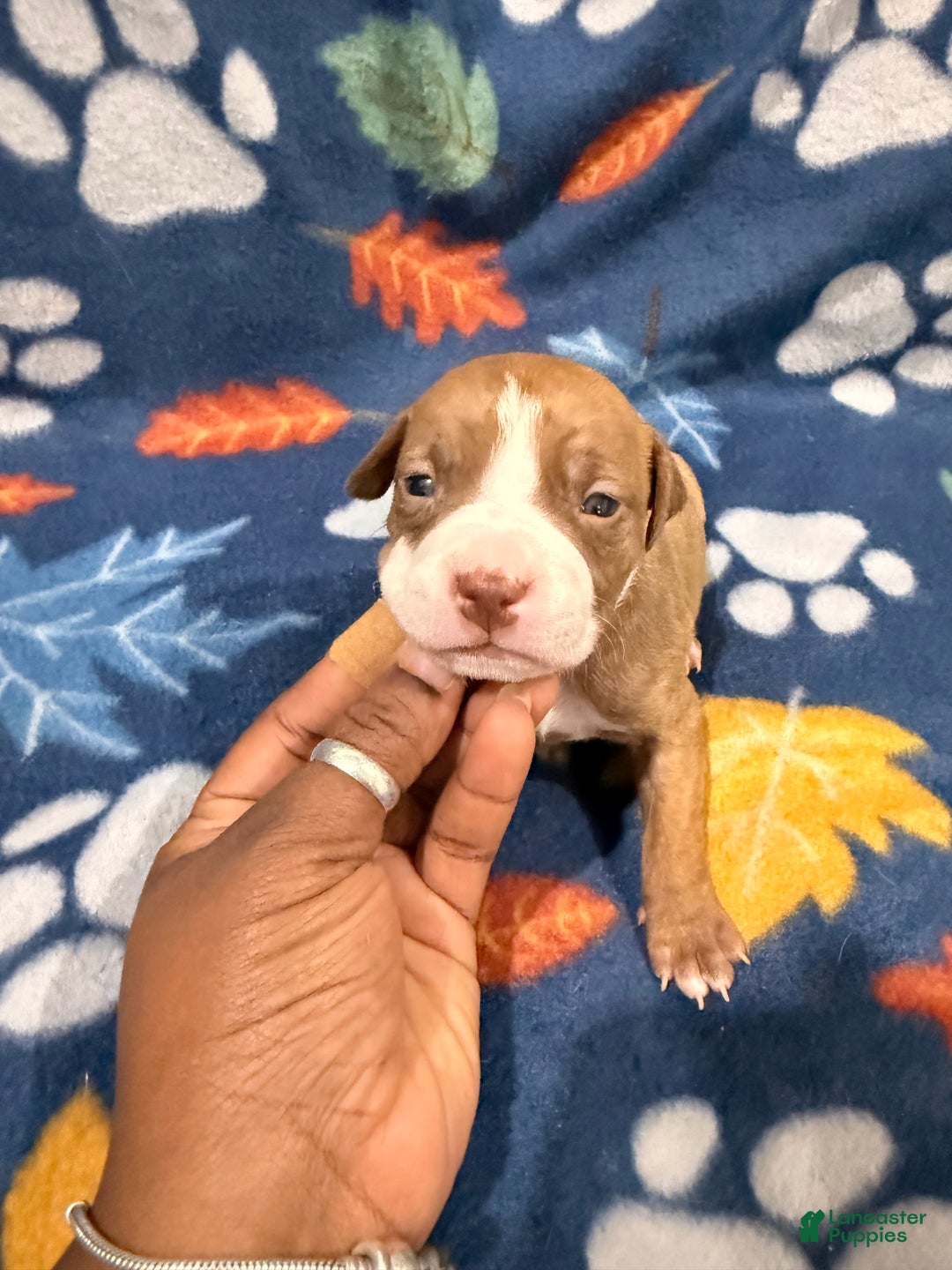American Bully dogs for sale: American Bully Puppy 5 - Ad 1