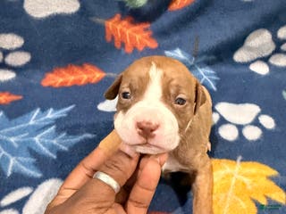 American Bully dogs American Bully Puppy 5 - Ad 4