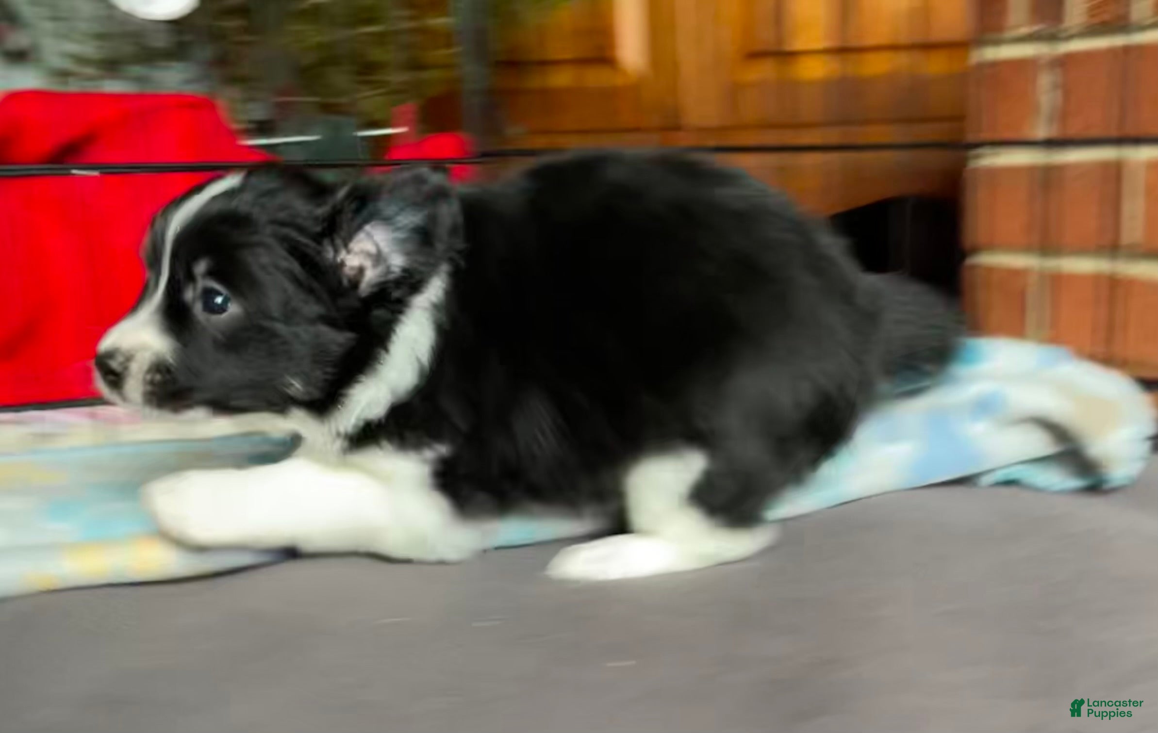 Mixed Breed dogs Zig Zig - Ad 24