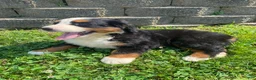 Bernese Mountain Dog dogs for sale: Rosie - Ad 9