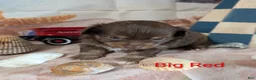 Chihuahua dogs for sale: Big Red ACA - Ad 4