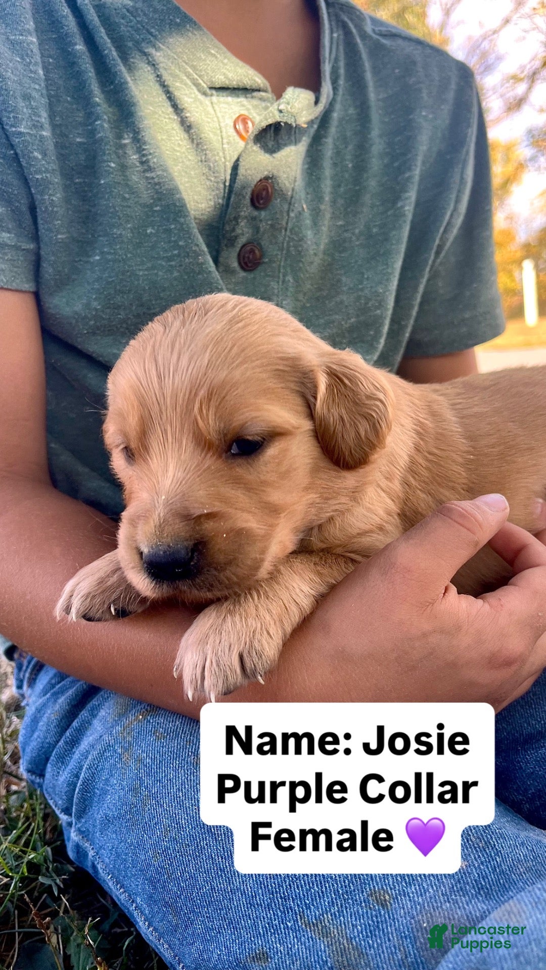 Golden Retriever dogs Golden Retriever Josie - Ad 1