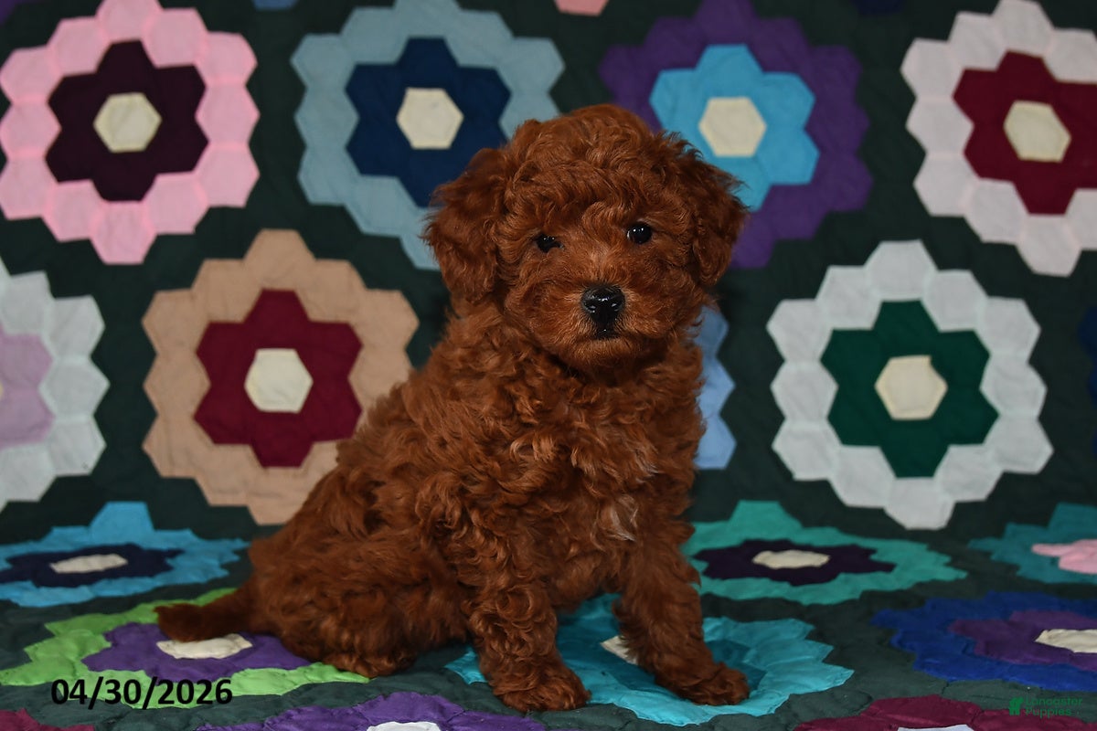 Miniature Poodle dogs for sale: Lucy - Ad 1