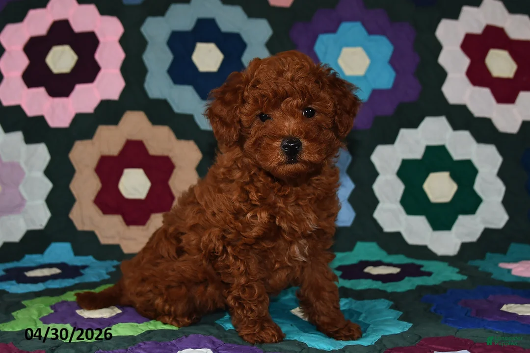 Miniature Poodle dogs for sale: Lucy - Ad 1