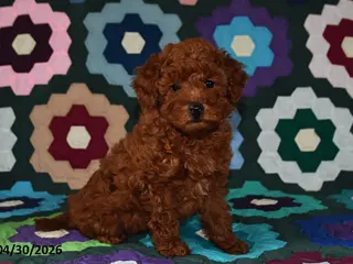 Miniature Poodle dogs for sale: Lucy - Ad 1