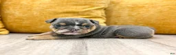English Bulldog dogs for sale: Clare - Ad 6