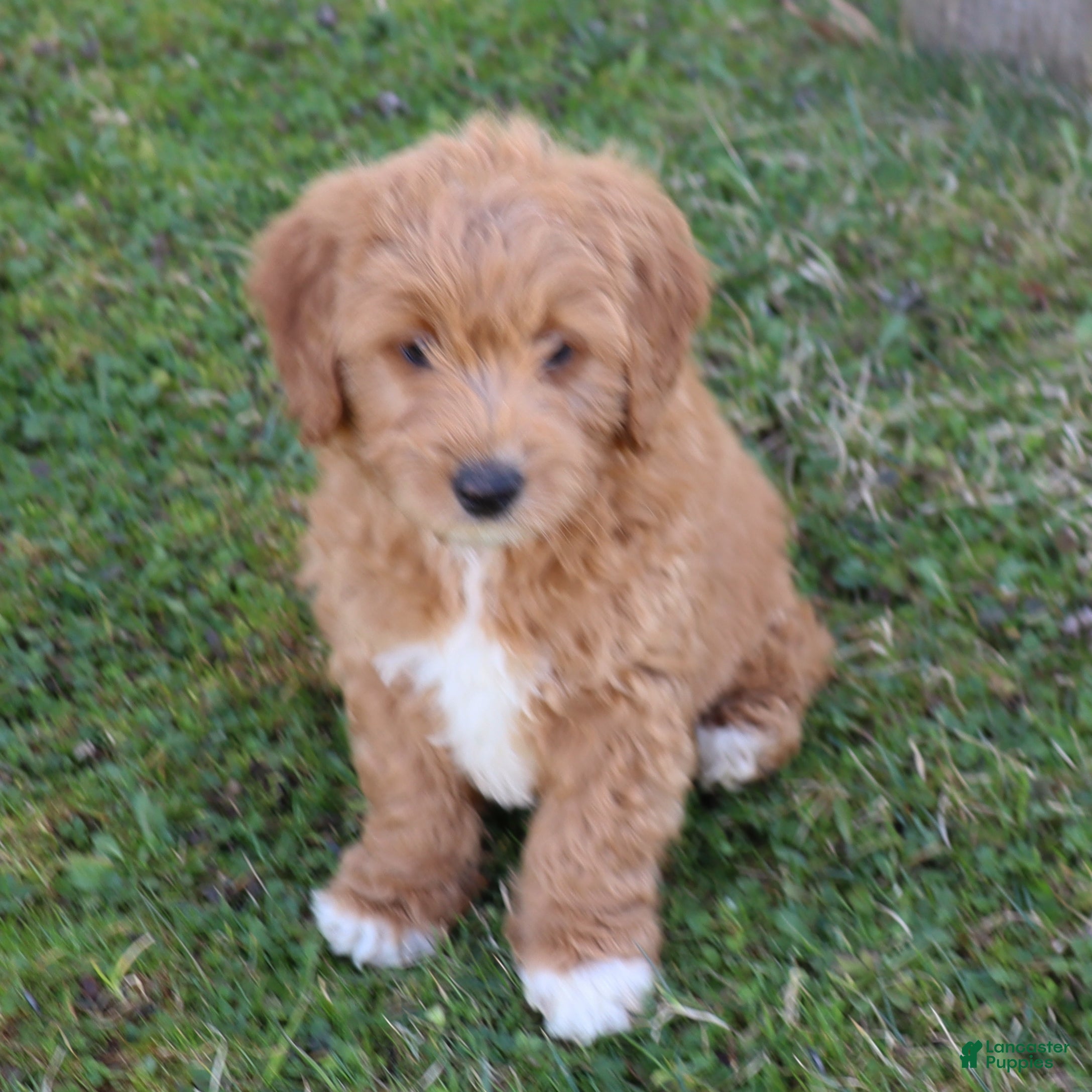 Mini Goldendoodle dogs Chet - Ad 2
