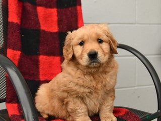 Golden Retriever dogs - Ad 29