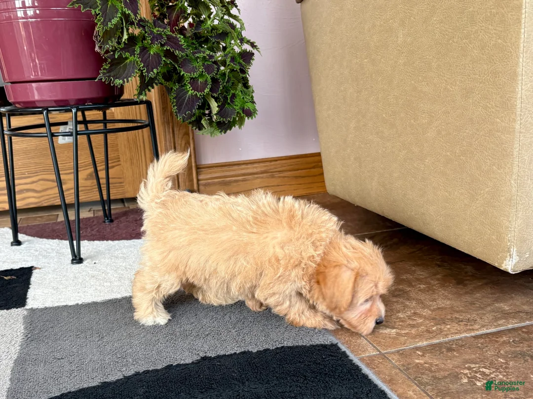 Maltipoo dogs for sale: Marty - Ad 5