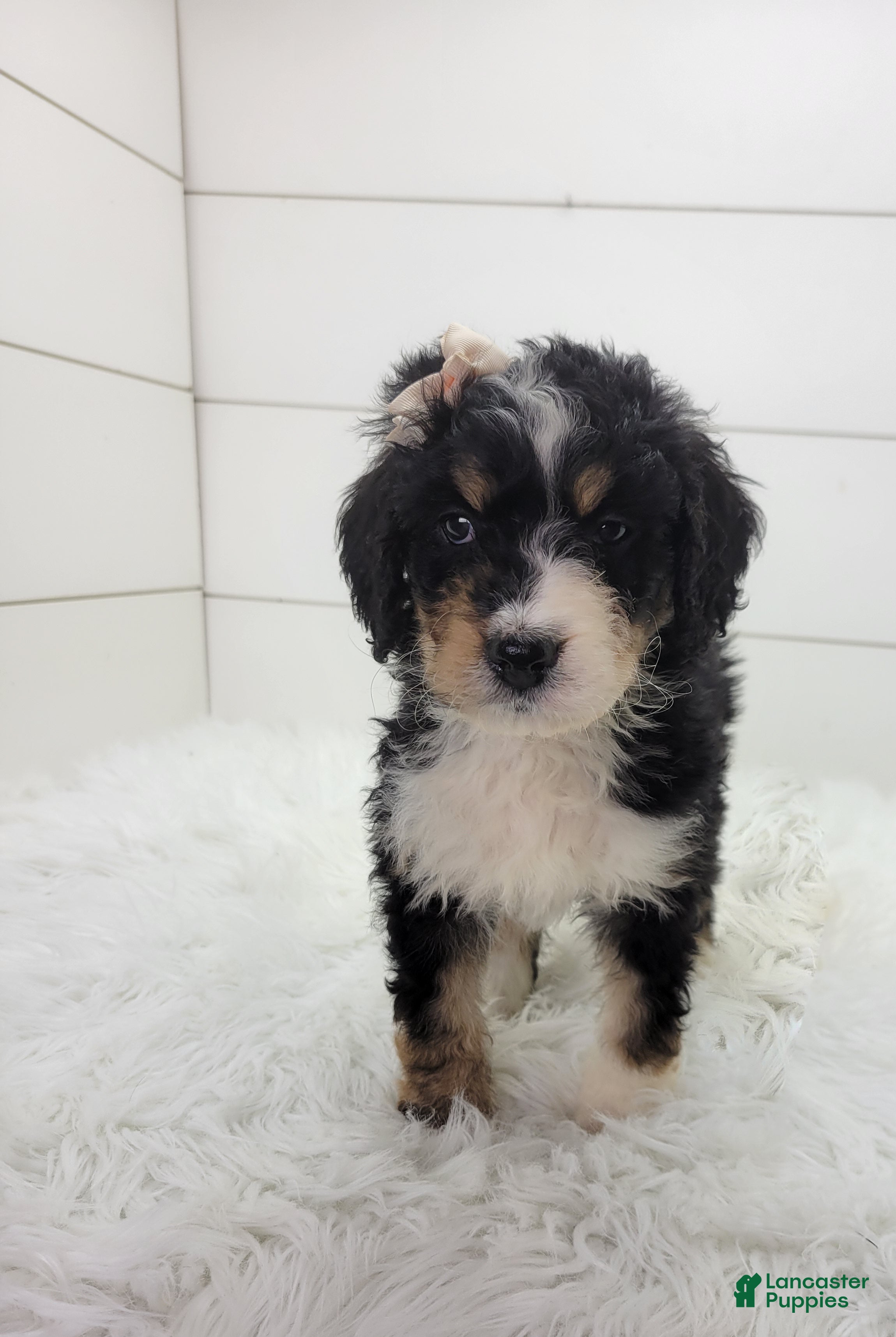 Bernedoodle dogs Finley - Ad 33