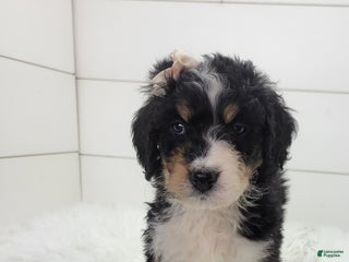 Bernedoodle dogs Finley - Ad 33