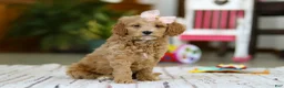 Mini Goldendoodle dogs for sale: Phoebe - Ad 4