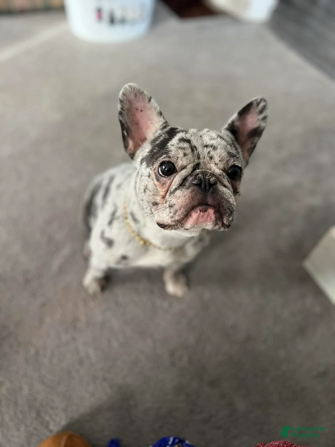 French Bulldog dogs for sale: French Bulldog Puppy 2 - Ad 4