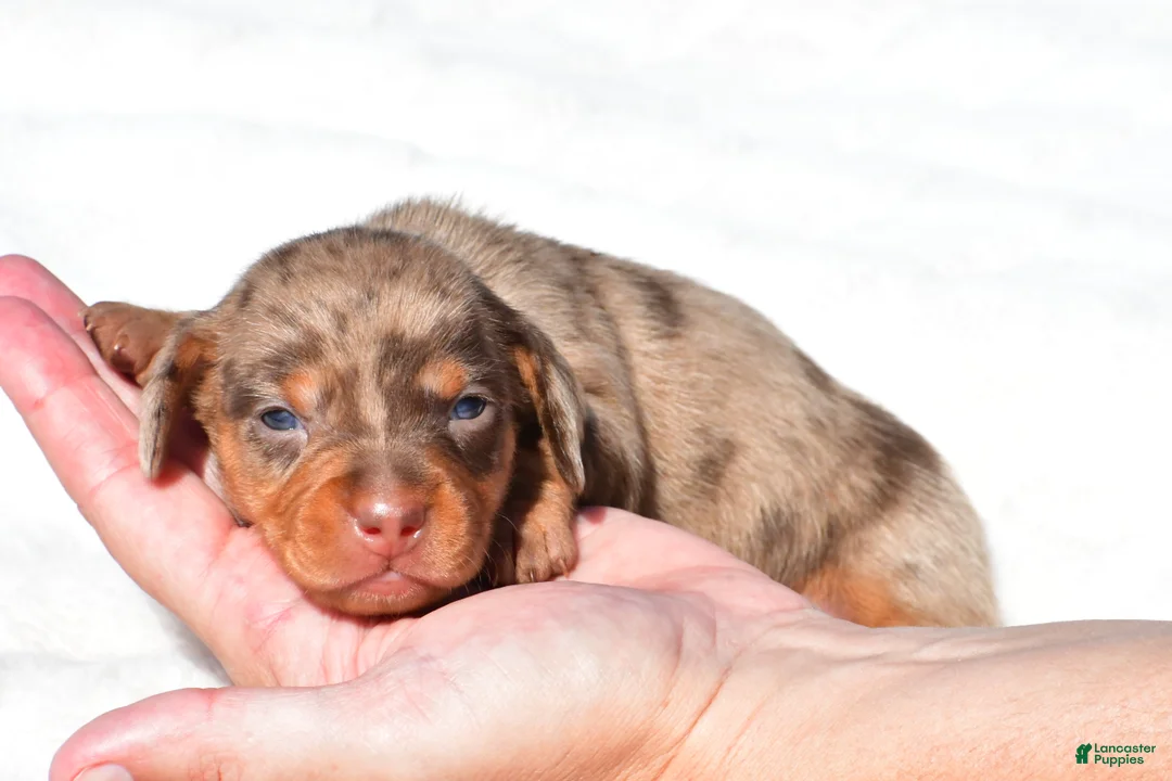 Miniature Dachshund dogs for sale: Holly - Ad 1