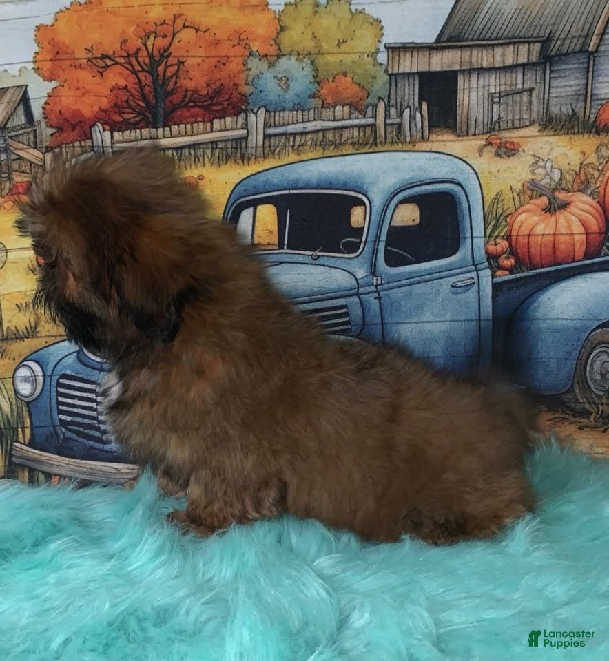 Shih Tzu dogs Kody - Ad 2