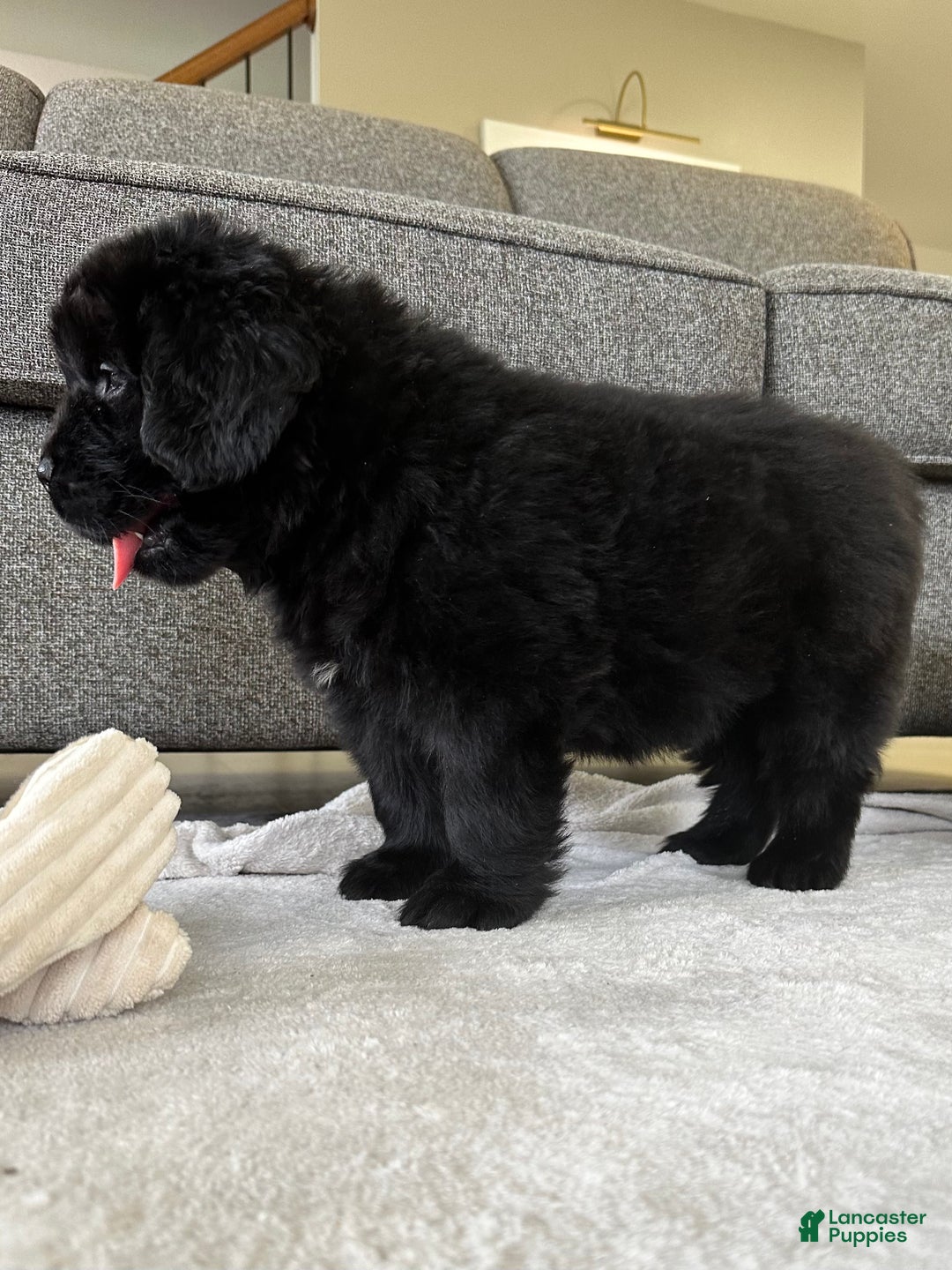 Newfoundland dogs for sale: OFA,AKC,CH, “ Jackson Cancrimo” - Ad 7