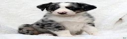Miniature Australian Shepherd dogs for sale: Howey - Ad 6