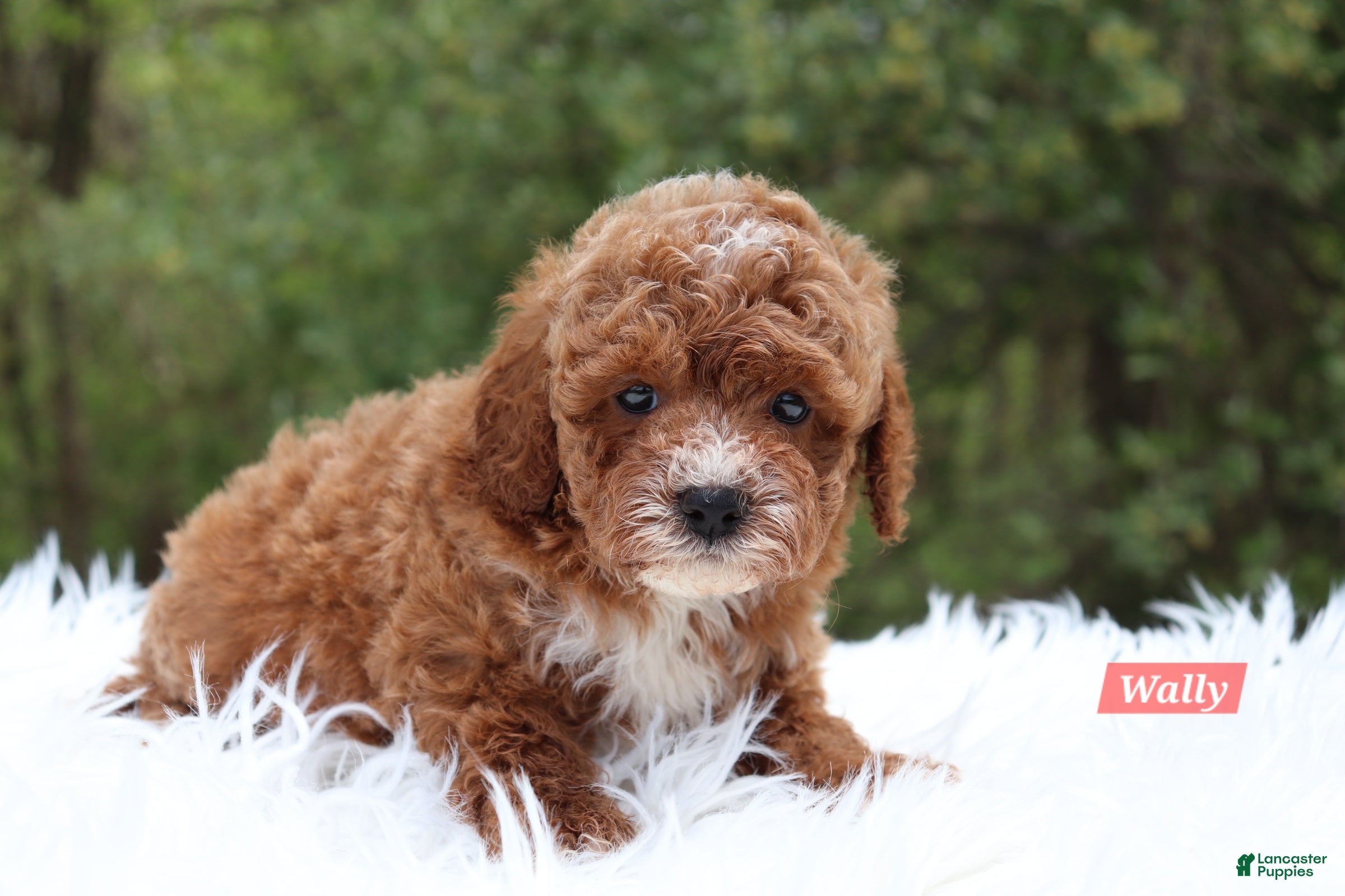 Cavapoo dogs for sale: Wally - Ad 3
