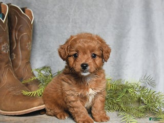 Cavachon dogs - Ad 26