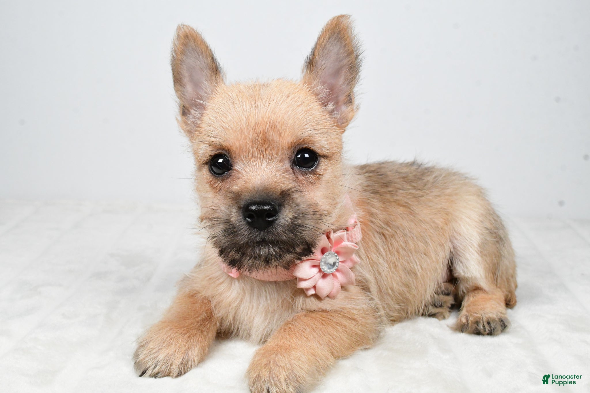 Cairn Terrier dogs Veronica - Ad 2
