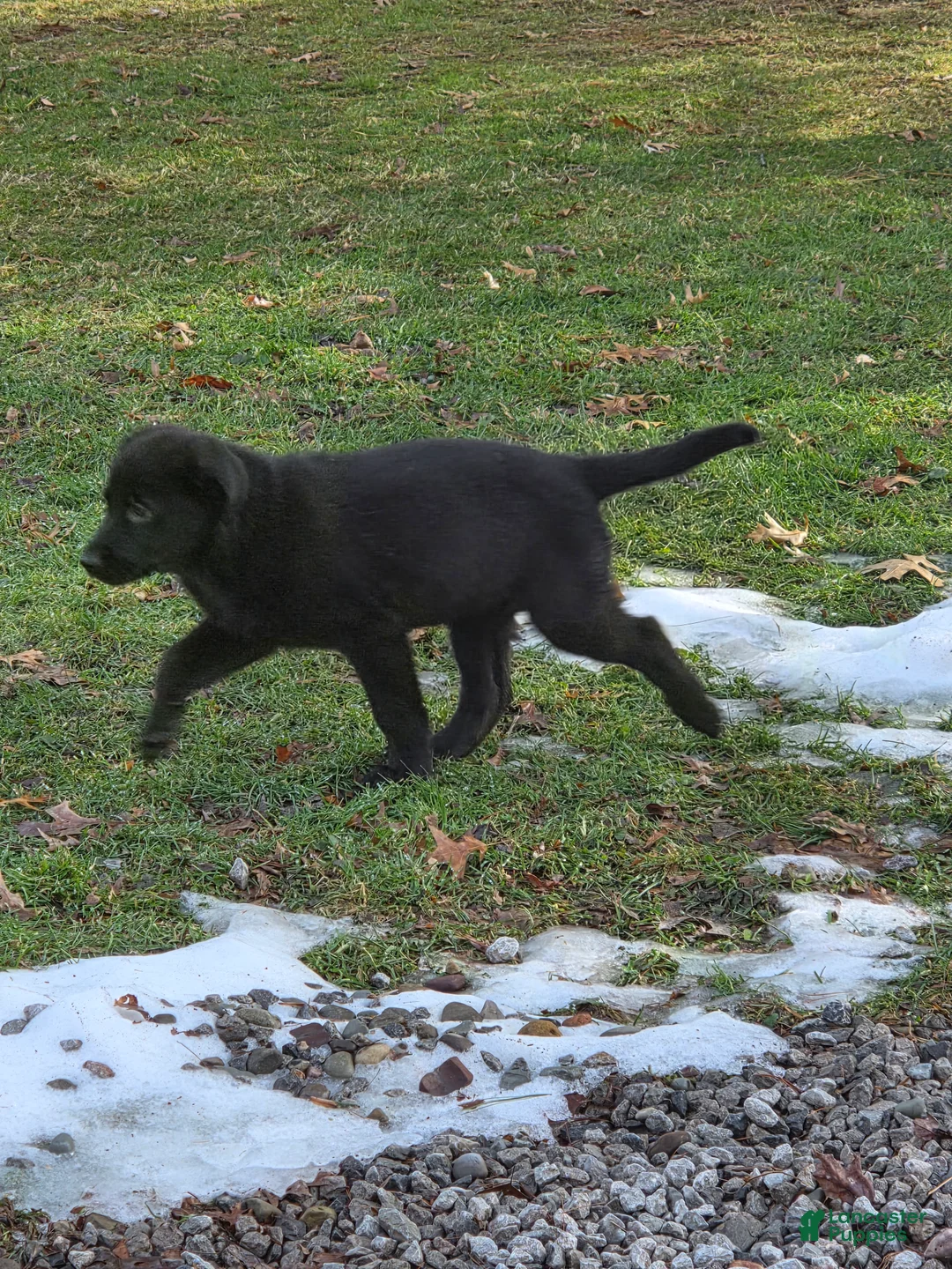 Mixed Breed dogs for sale: Golden shepherd white - Ad 2