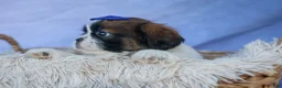 Shih Tzu dogs for sale: REX - Ad 14
